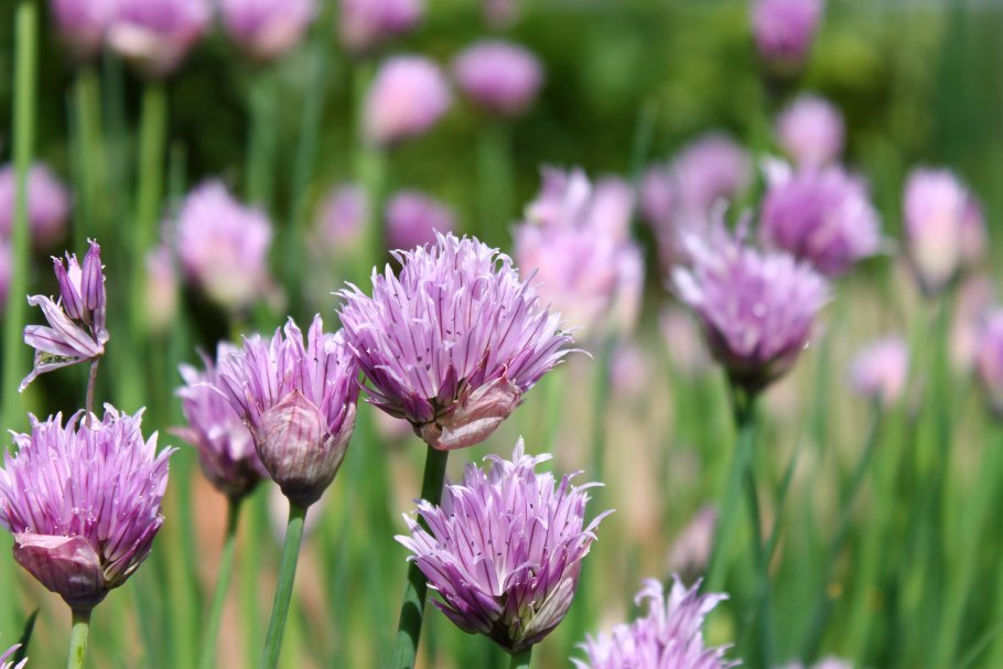 Аллиум афлатунский