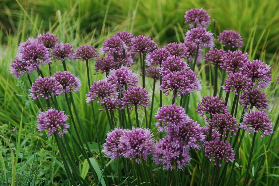 Лук гигантский Титан (Allium giganteum Regel)