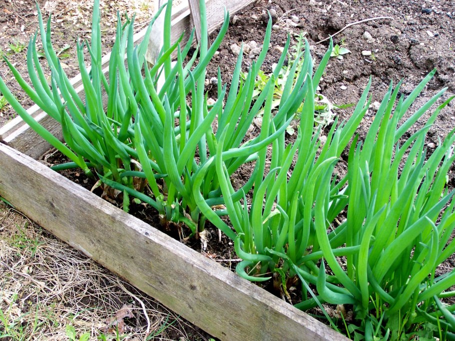 Многолетний лук батун