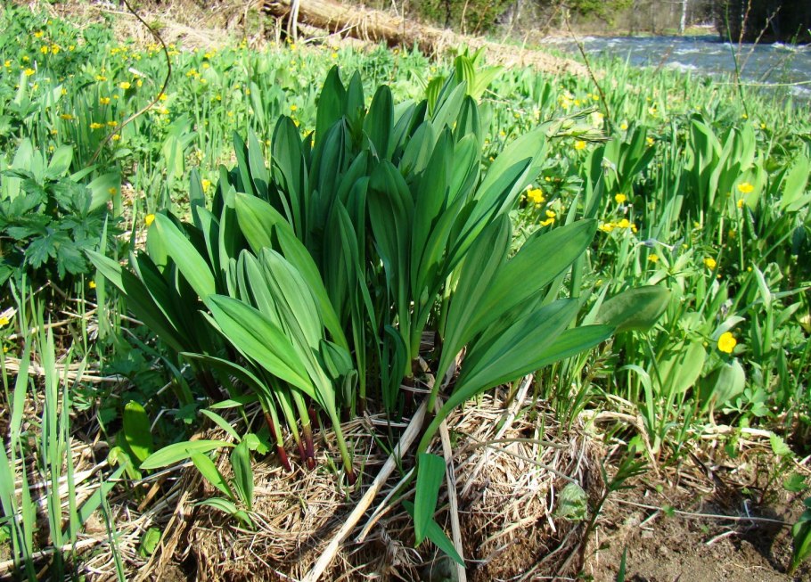 Лук-слизун витаминная Поляна