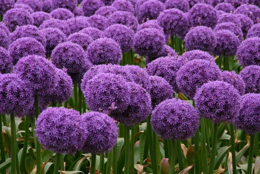 Allium nemrutdaghense