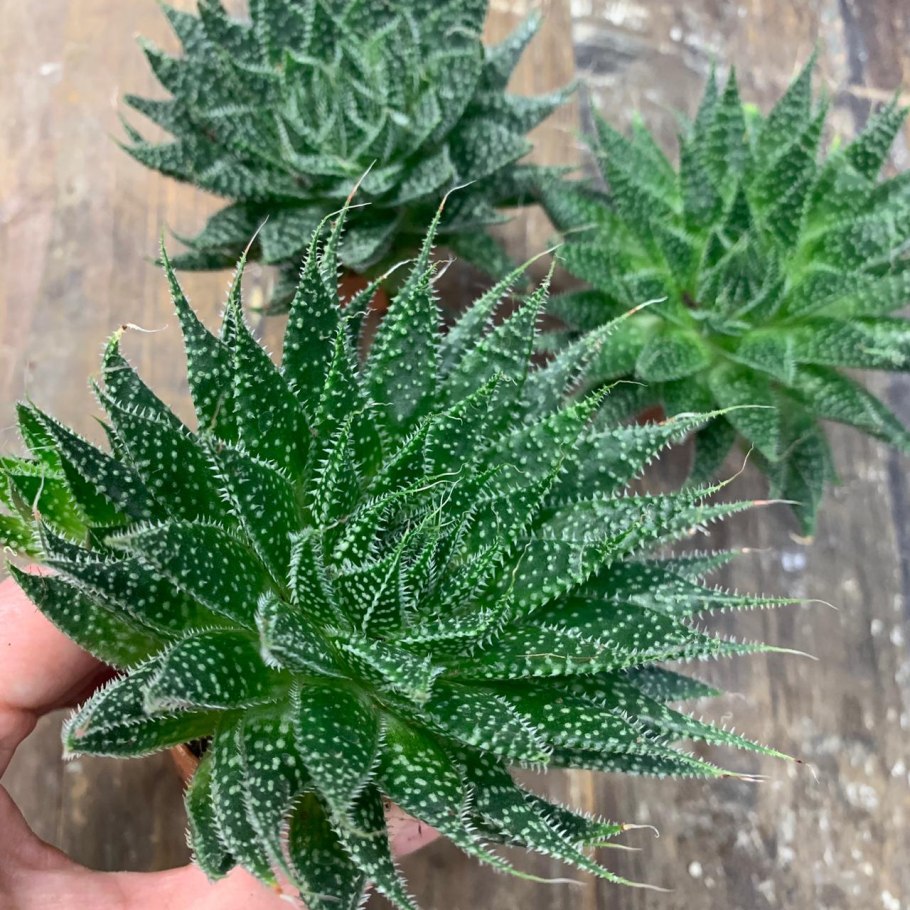 Алоэ остистое хавортия