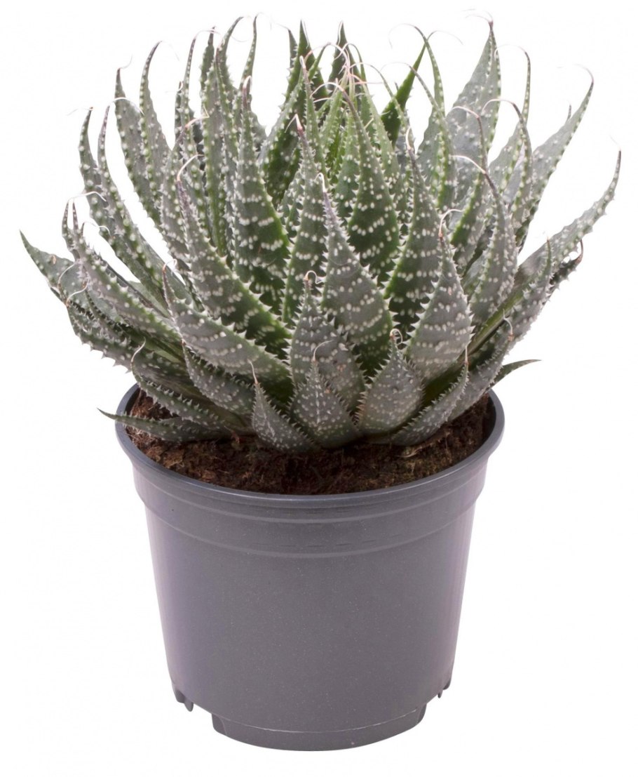 Алоэ аристата