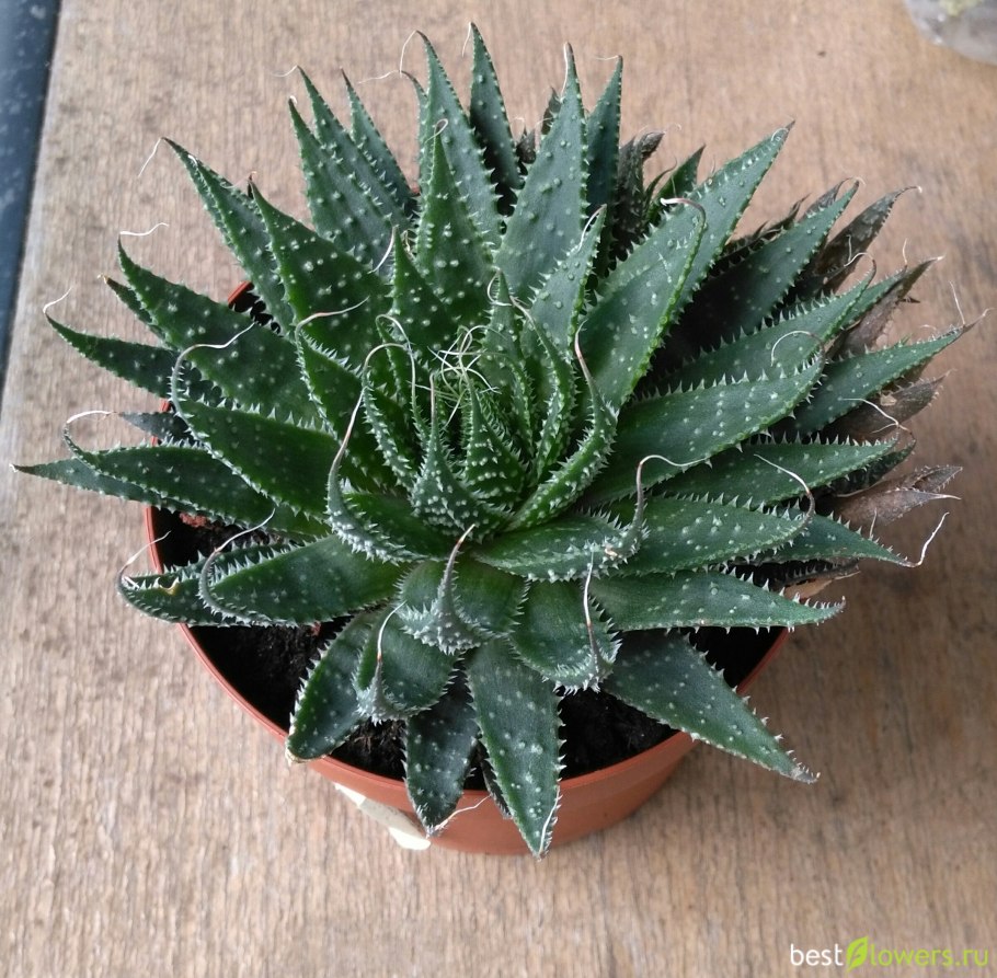 Алоэ остистое хавортия