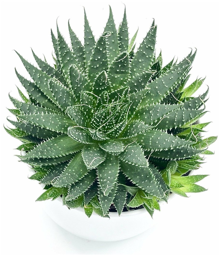 Алоэ виды фото и названия комнатные