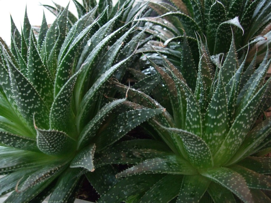 Алоэ чёрноколючковое