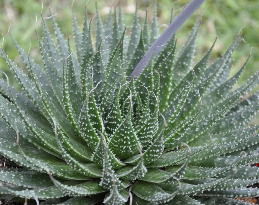 Алоэ aristata(остистое)