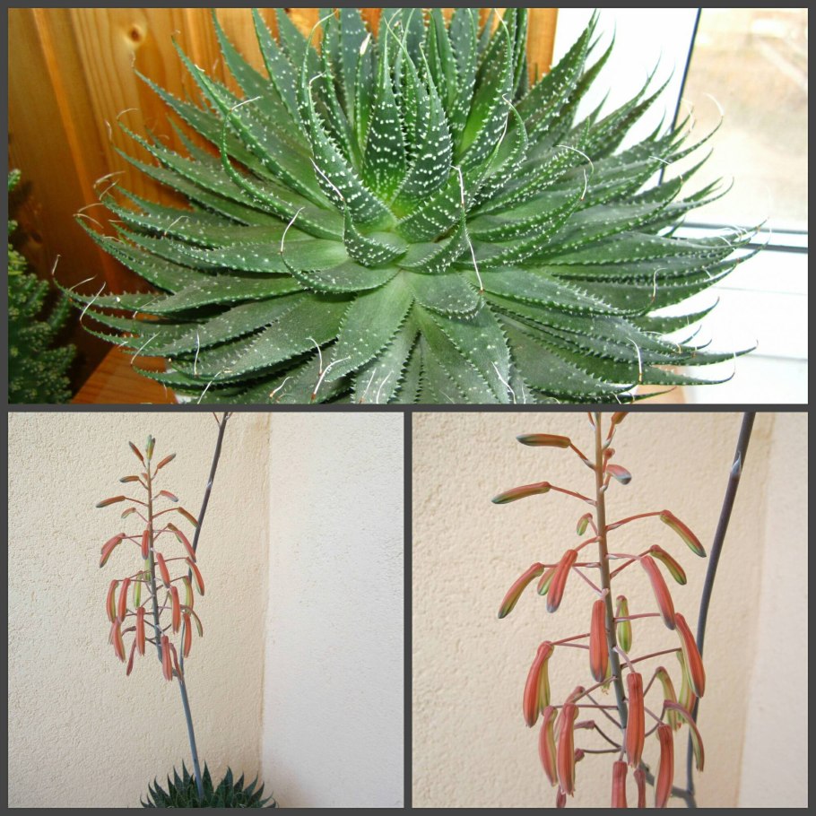 Алоэ аристата цветок