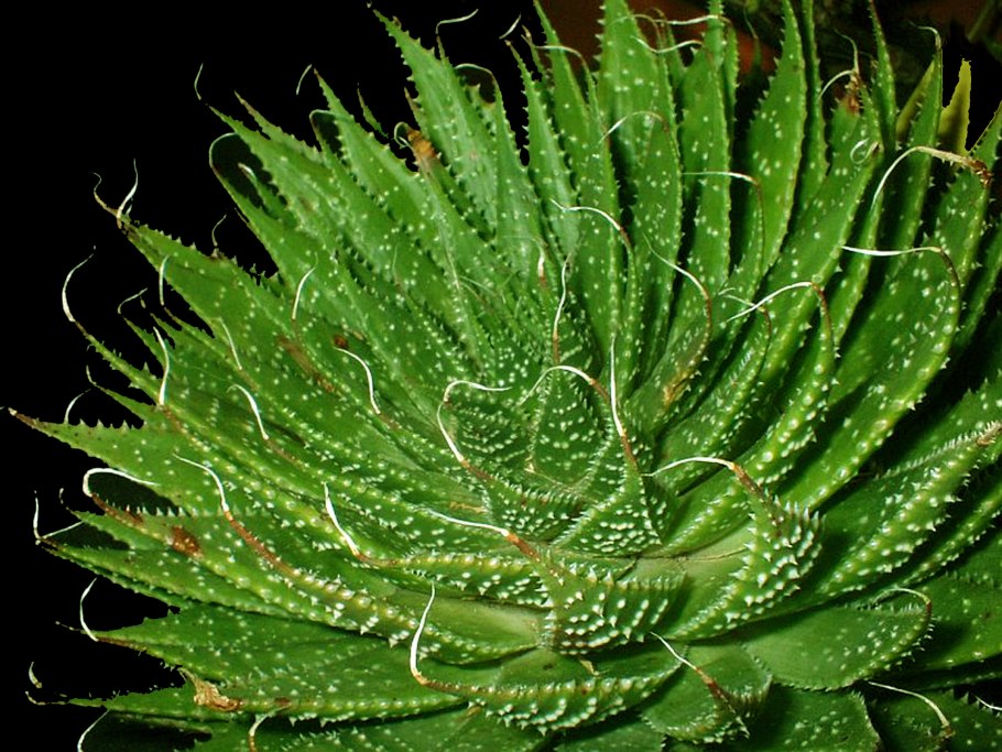 Алоэ остистое цветет