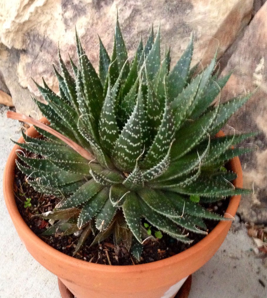 Алоэ остистое хавортия