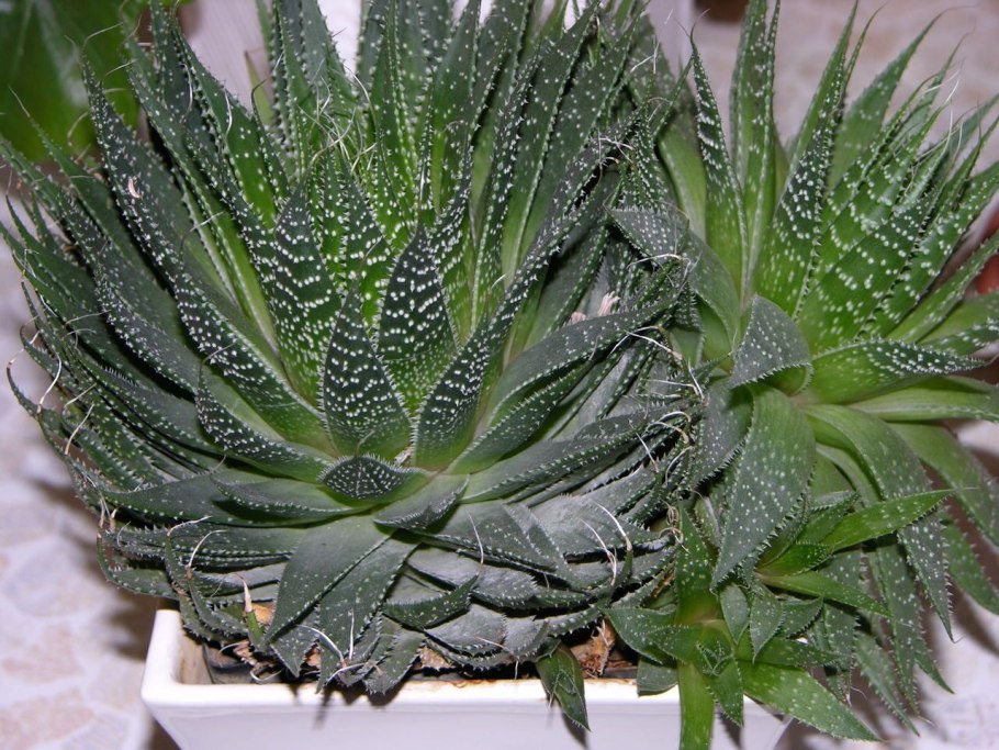 Алоэ столетник Бабушкин