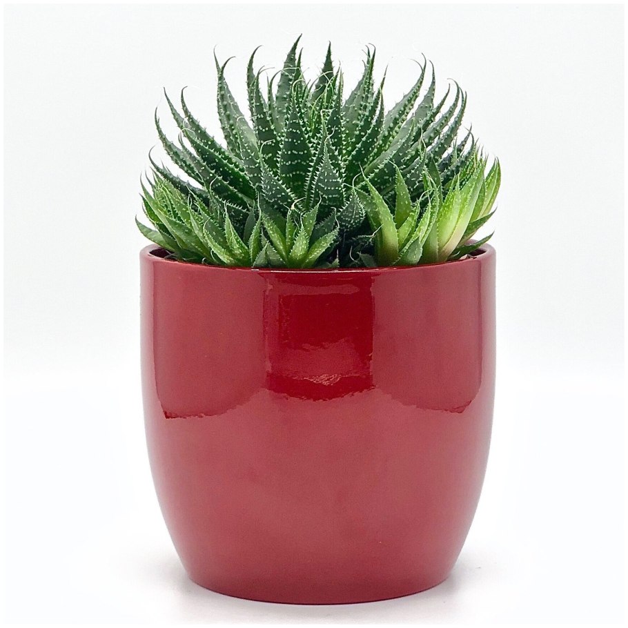 Алоэ остистое (Aloe aristata)