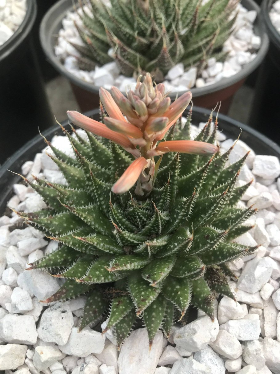 Алоэ остистое суккулент