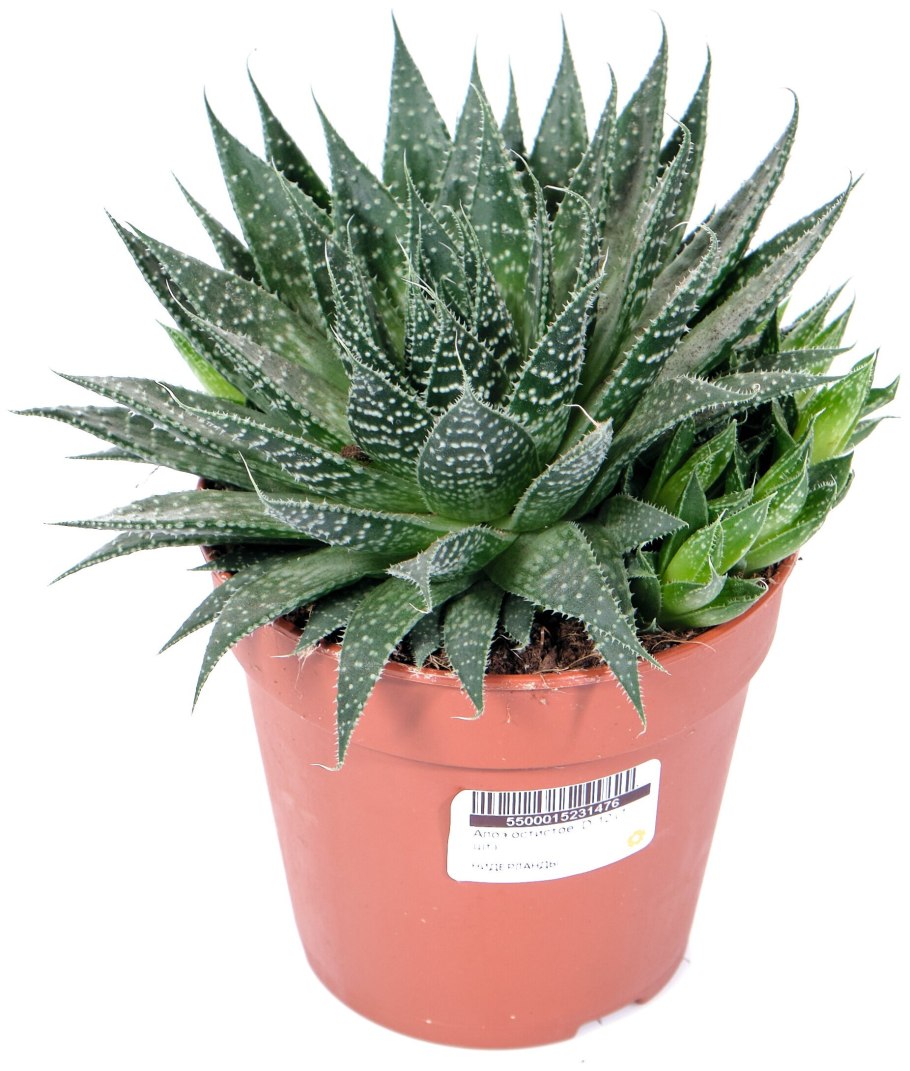 Алоэ остистое (Aloe aristata)