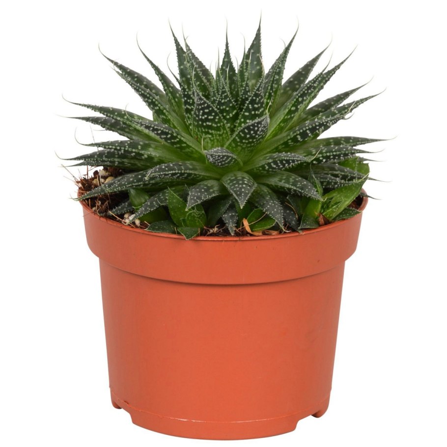 Алоэ остистое (Aloe aristata)