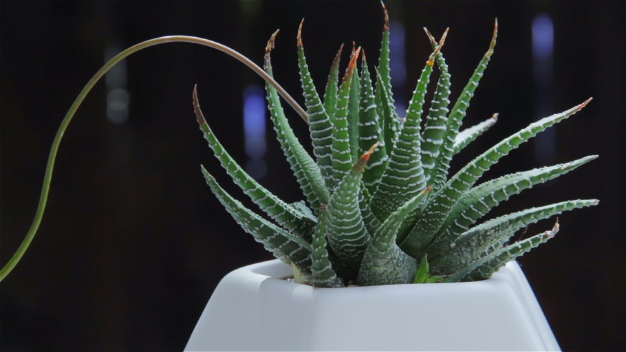 Алоэ остистое (Aloe aristata)