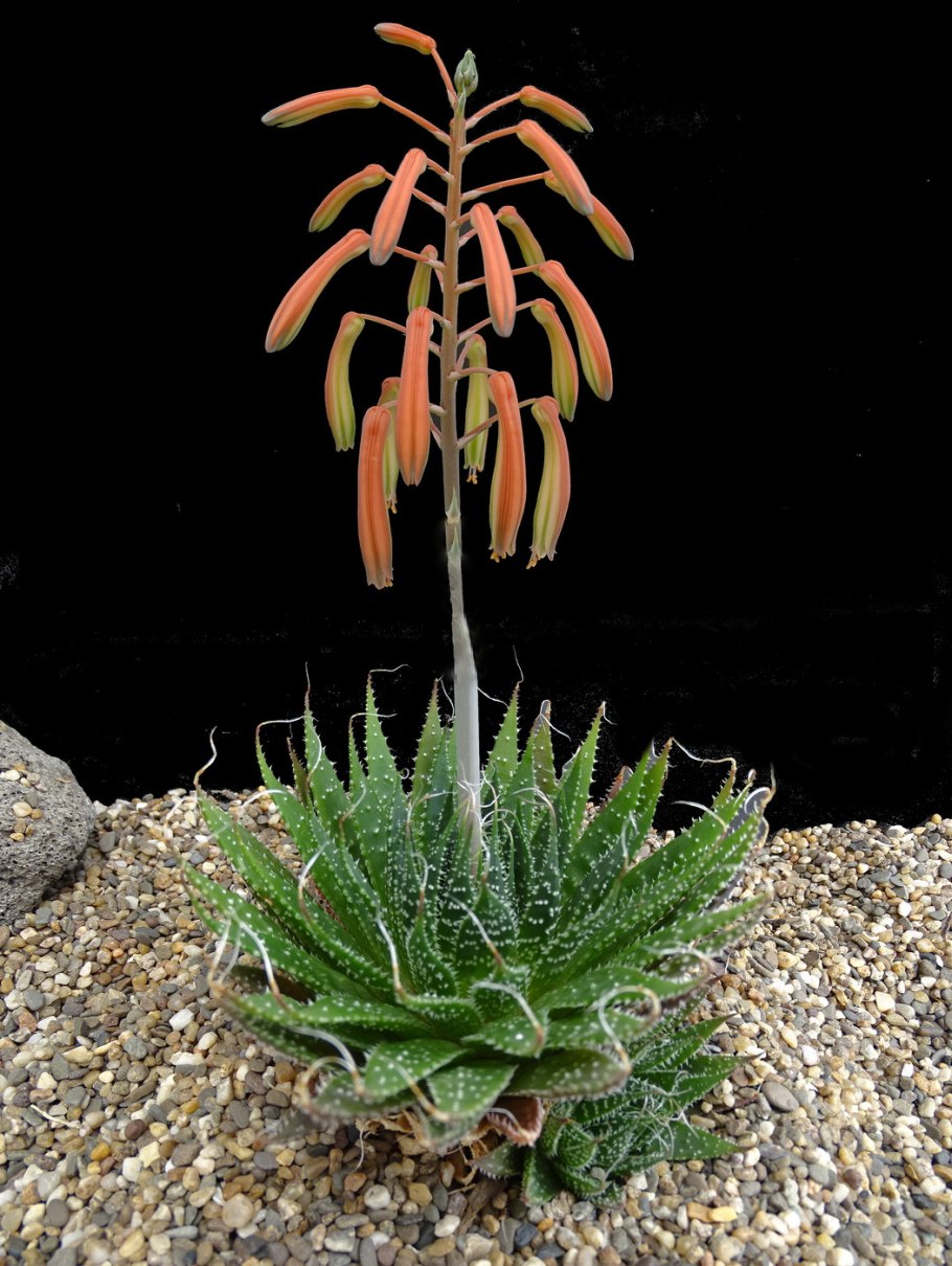 Алоэ остистое хавортия