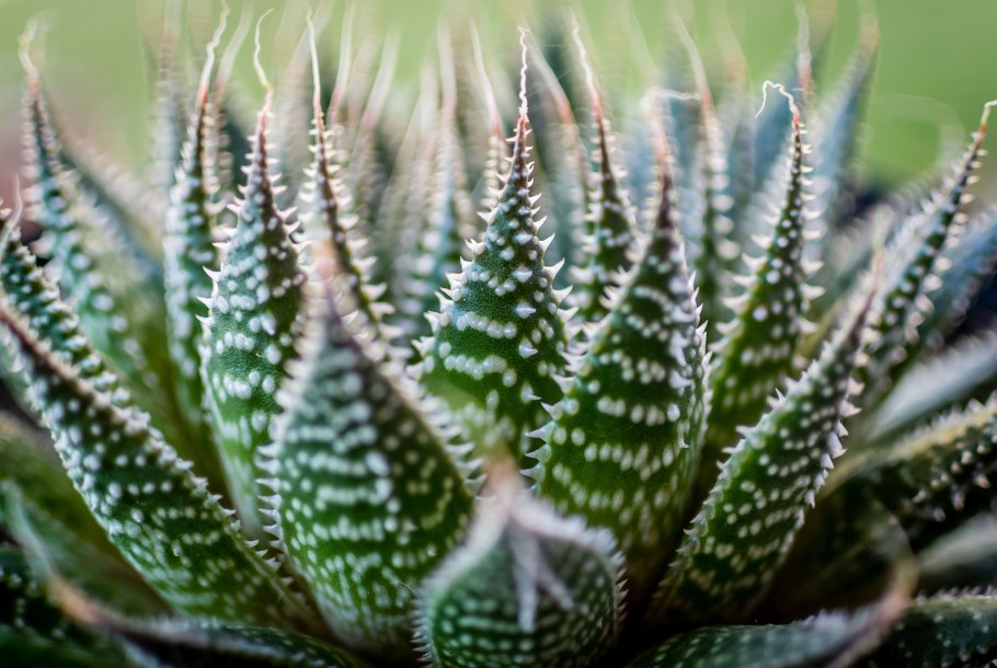 Хавортия Роял Альберт