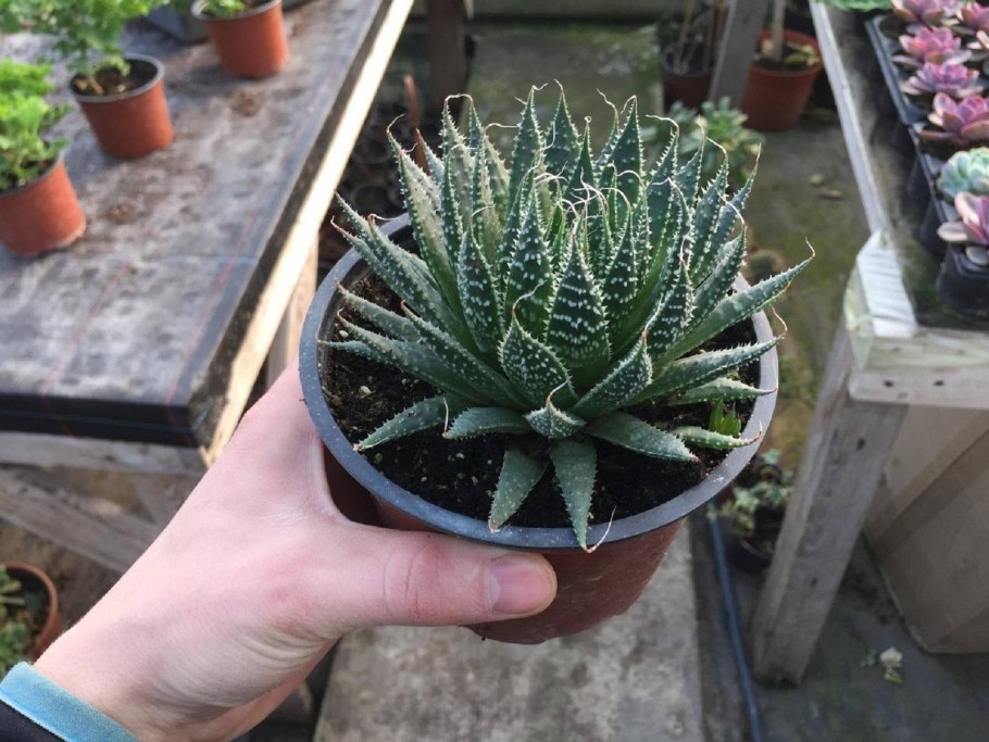 Хавортия herbacea