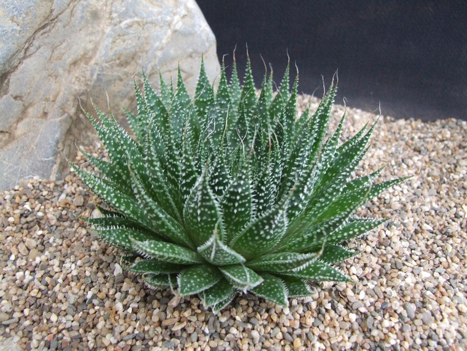 Алоэ аристата Мэджик