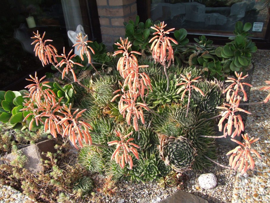 Алоэ остистое хавортия