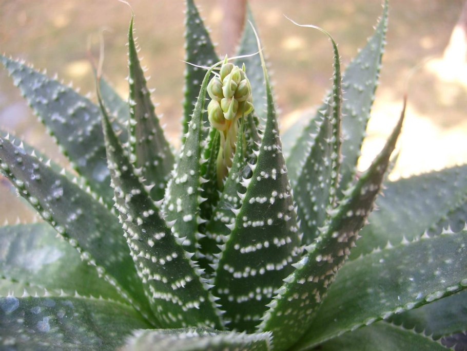 Алоэ Полифилла (Aloe polyphylla)