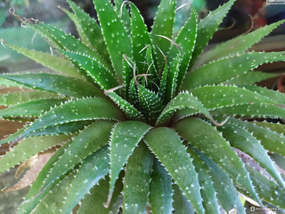 Алоэ остистое аристата