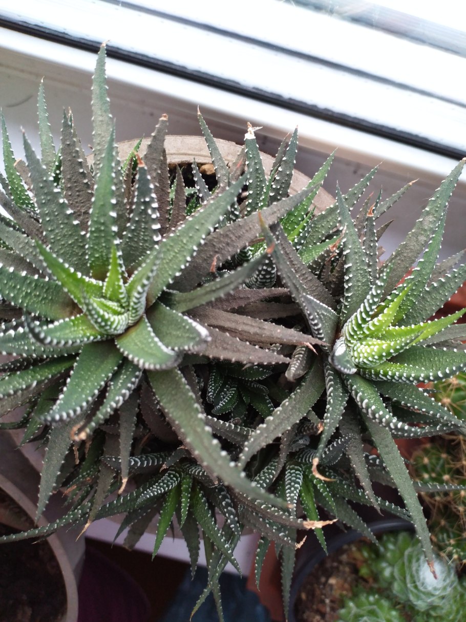 Алоэ остистое сорта