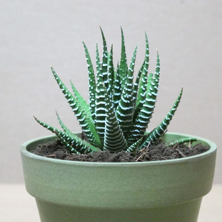 Алоэ остистое (Aloe aristata)