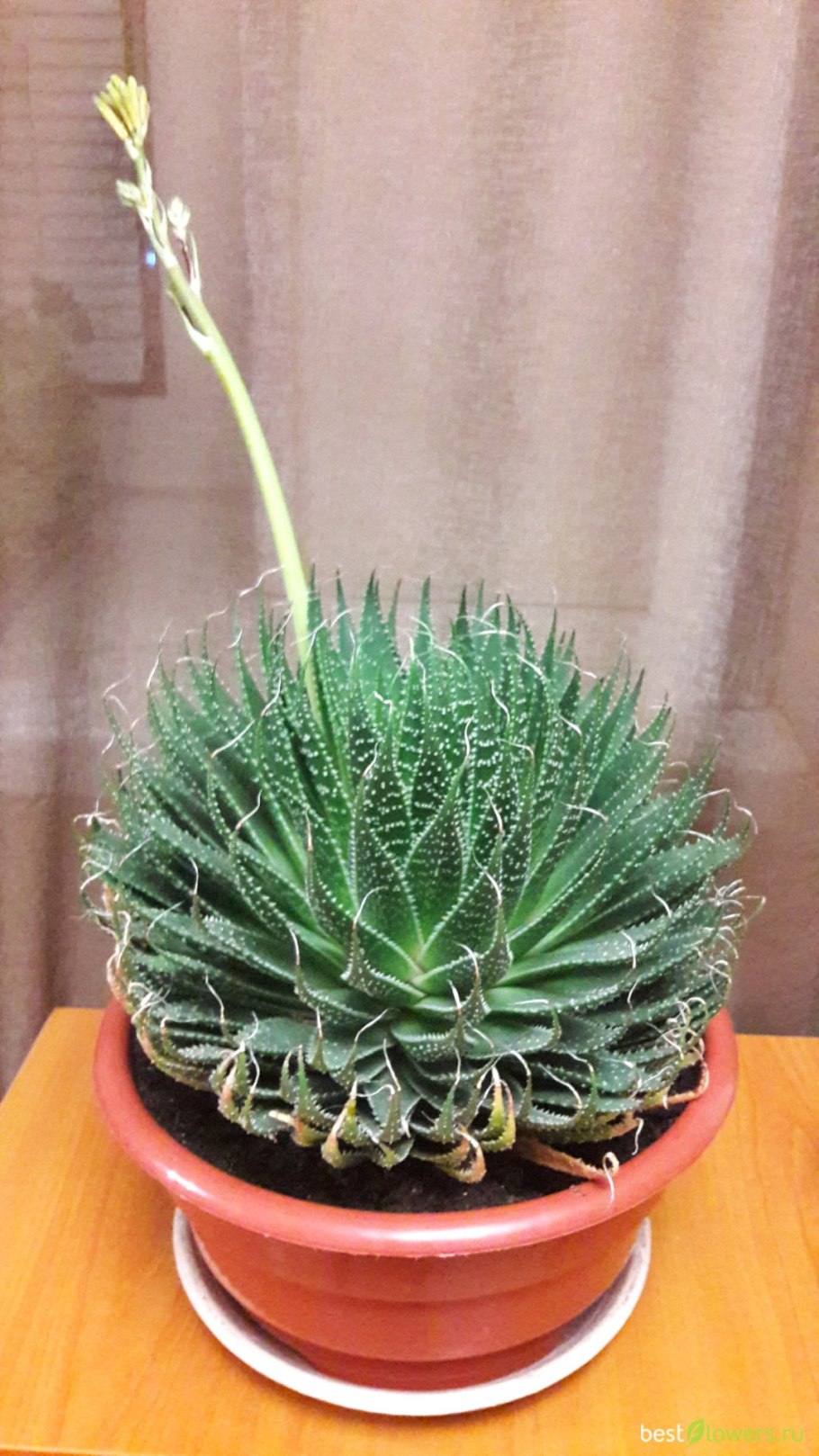 Суккулент Aloe aristata