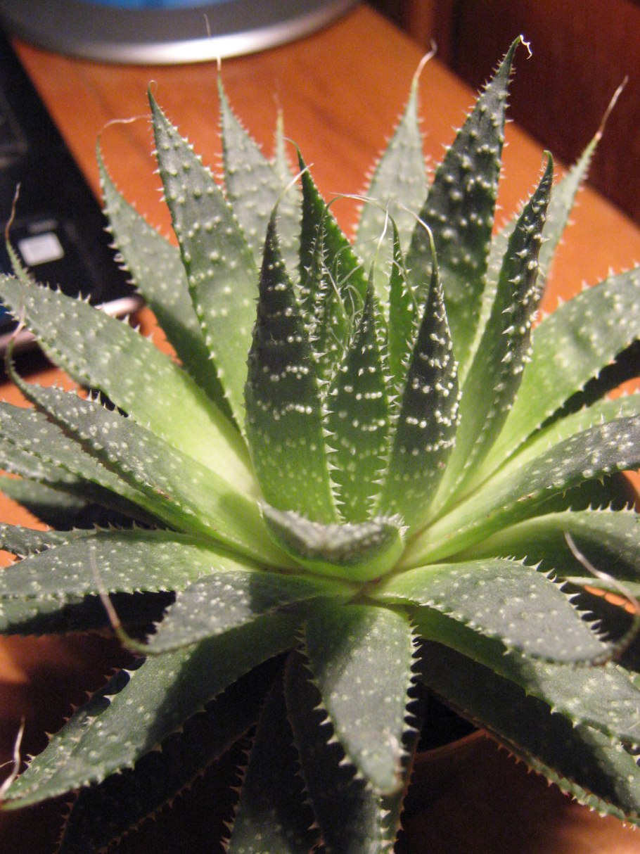 Алоэ остистое аристата