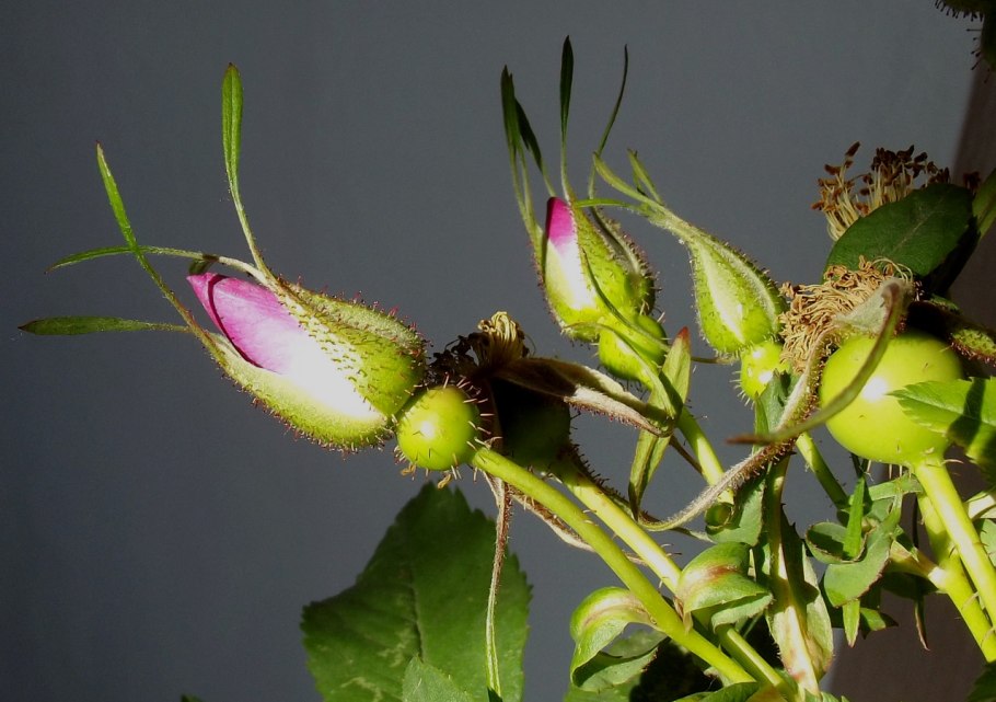 Роза ругоза канина