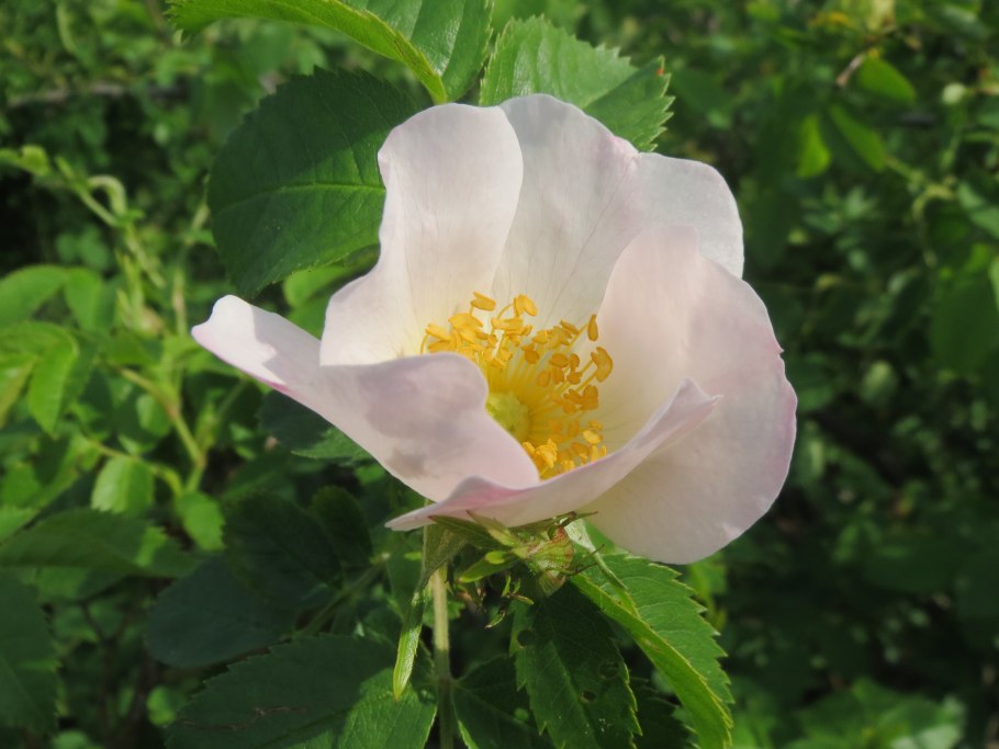 Rosa rugosa Thunb