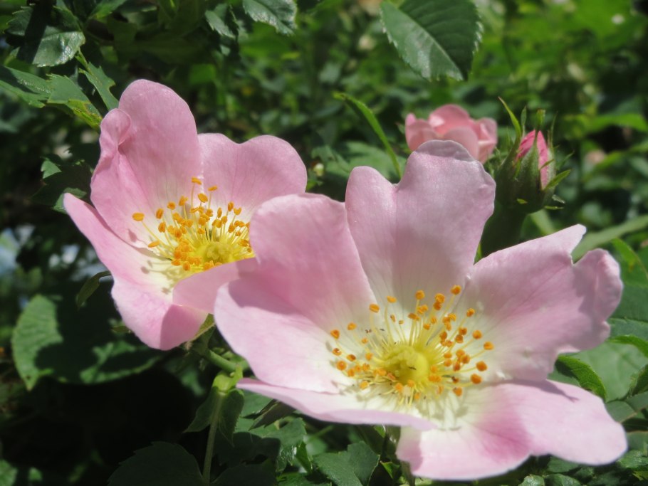 Роза Каролинская