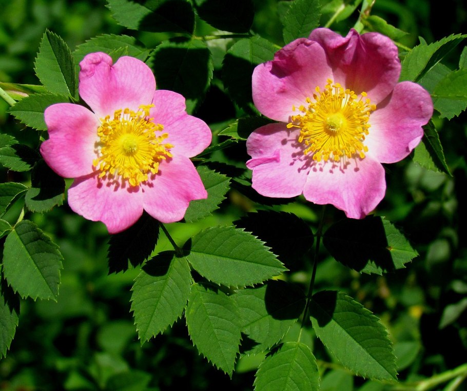 Шиповник морщинистый Rosa rugosa
