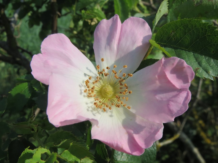 Шиповник Каролинский фото