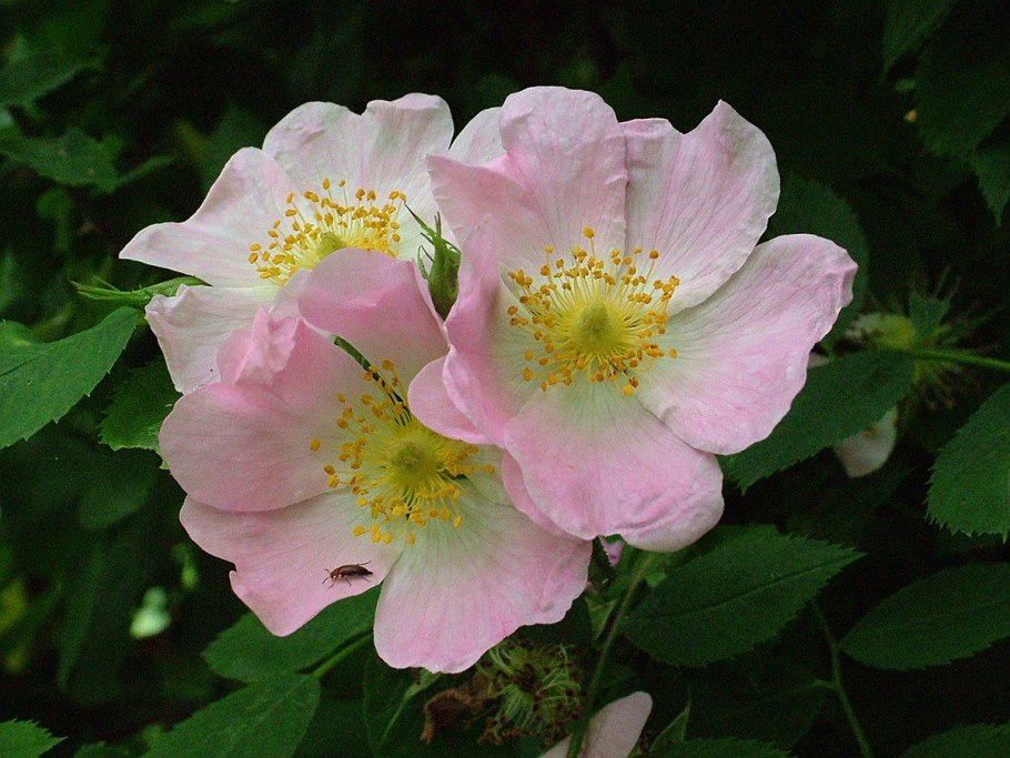 Шиповник роза прелестная