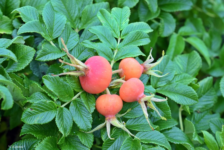 Rosa Canina роза