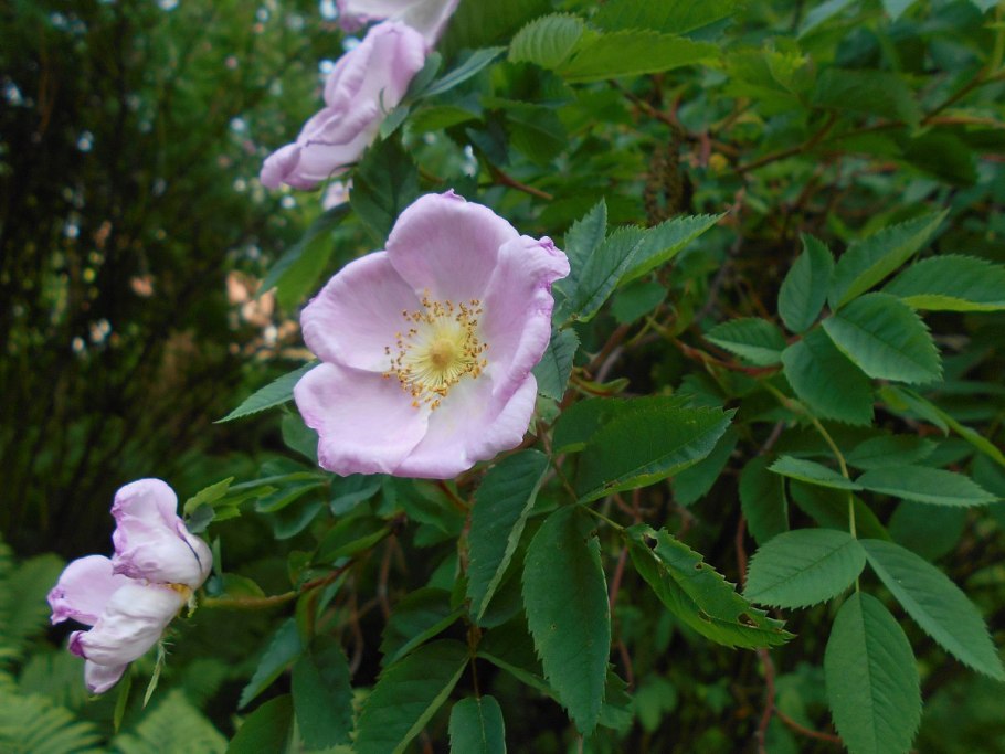 Шиповник Титан