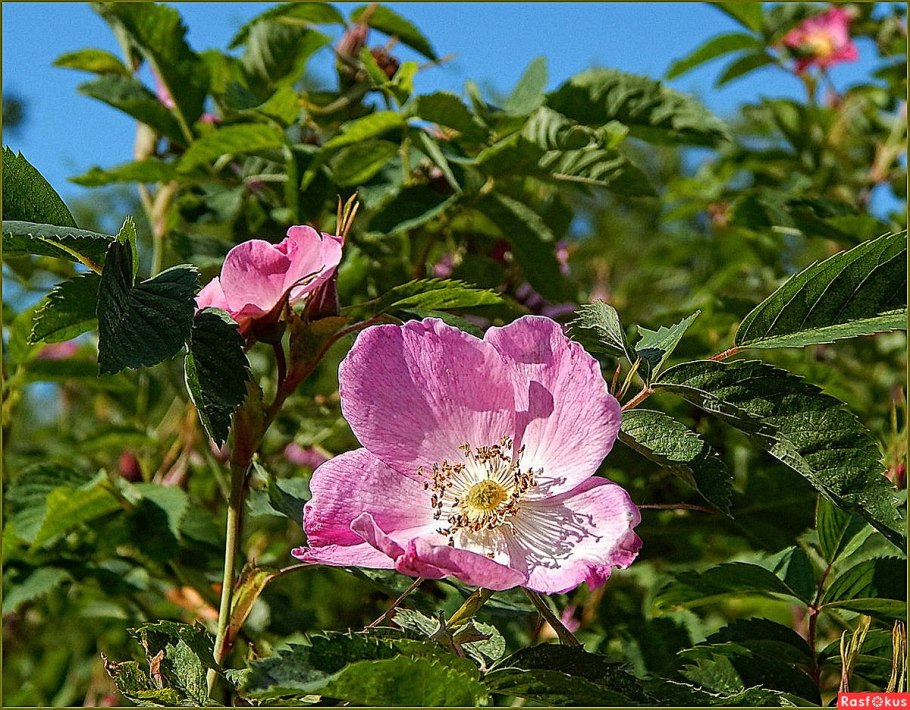 Шиповник розовидный