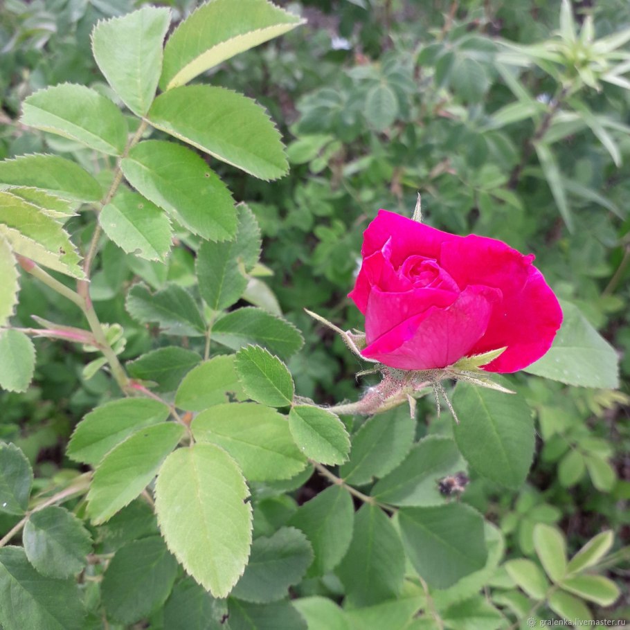 Шиповник безшиповый