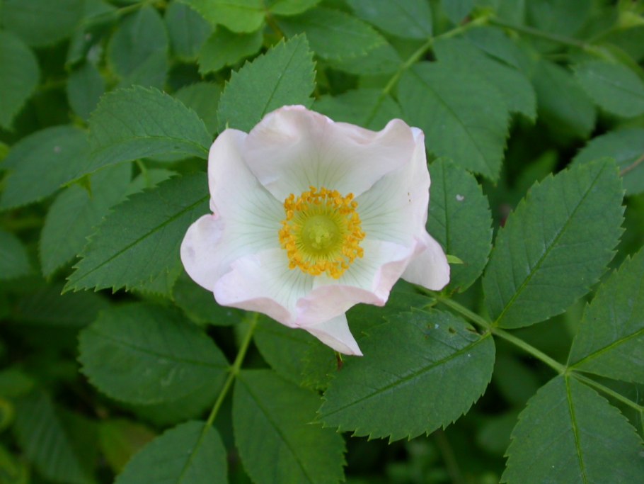 Шиповник иглистый листья