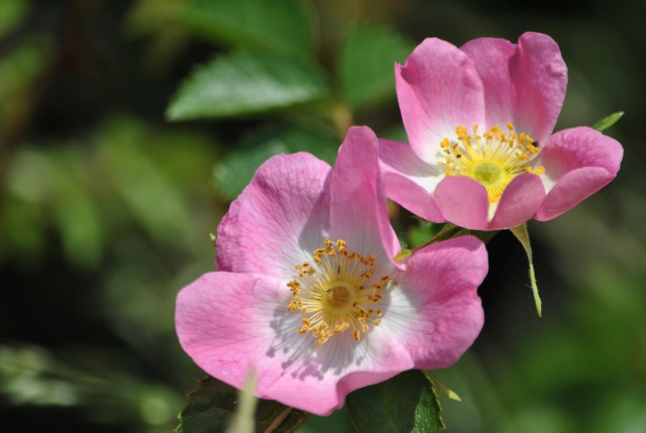 Шиповник розовидный