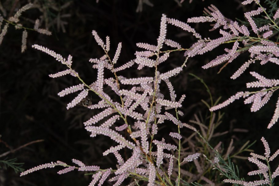 Тамарикс ramosissima