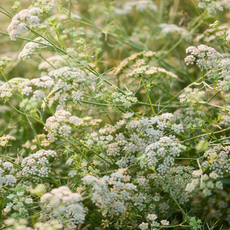 Тмин полевой