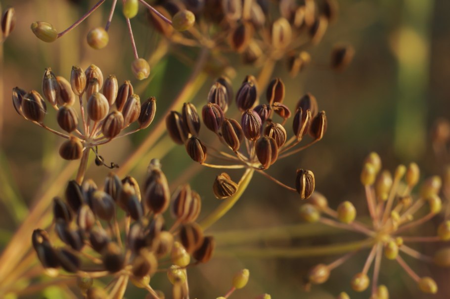 Тмин обыкновенный (Carum Carvi)