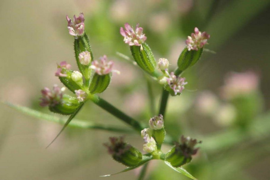 Зира, Кумин, тмин специи