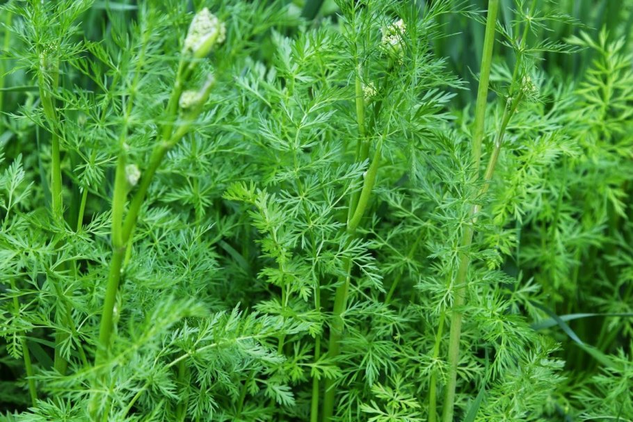 Зира семена Кумина