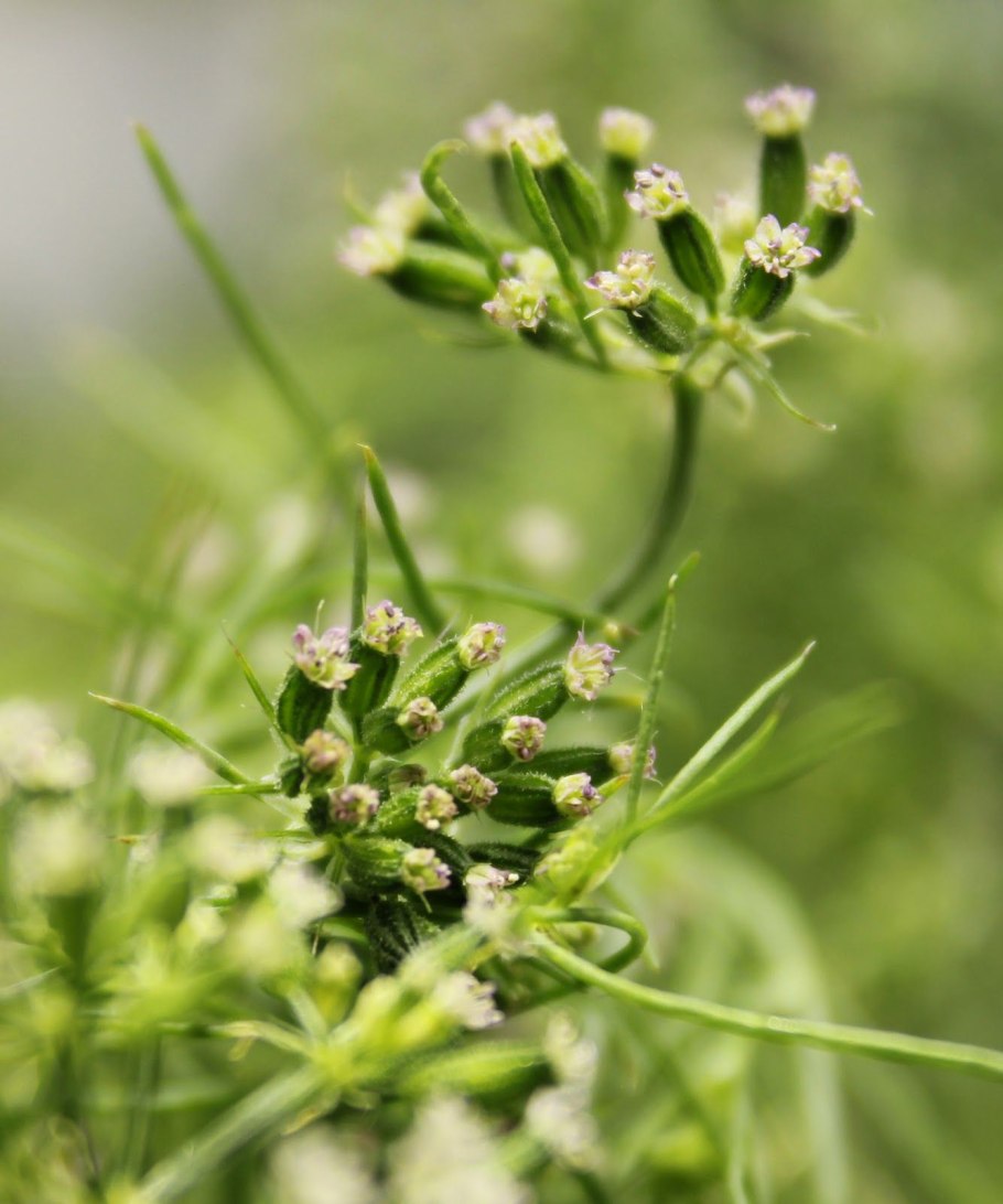 Кумин Зира растение