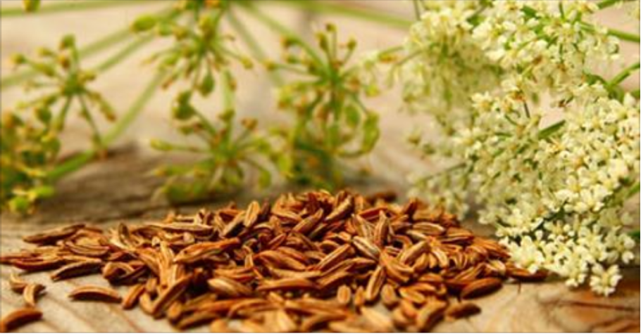 Кумин зира растение